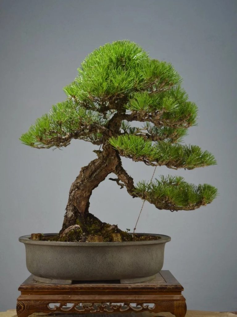 Sanhe Black Pine Bonsai