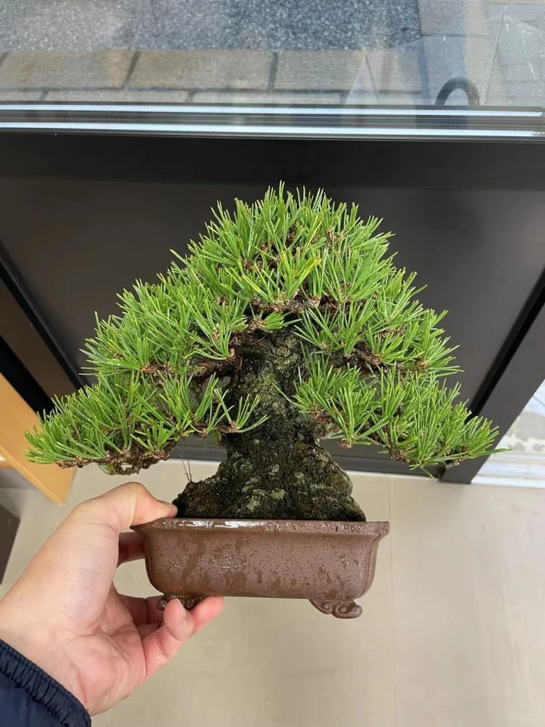 Sanhe Black Pine Bonsai