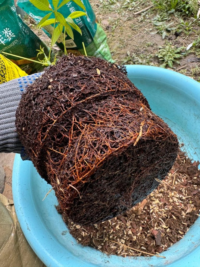 Watering potted plants