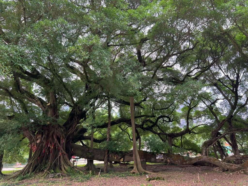 banyan tree