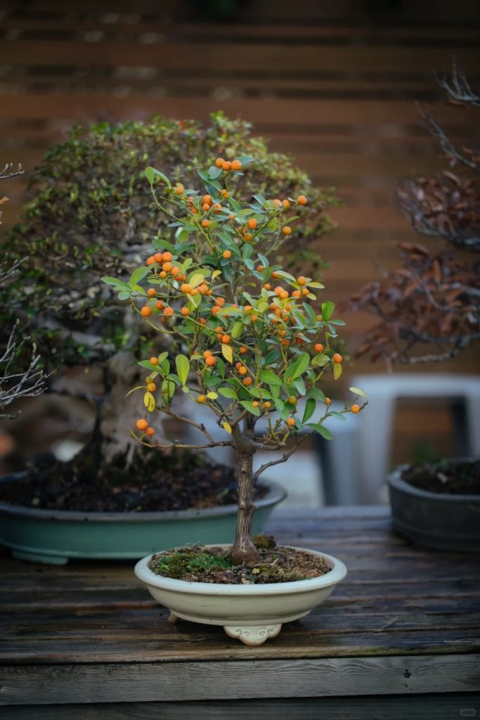 Golden Bean Potted Plant