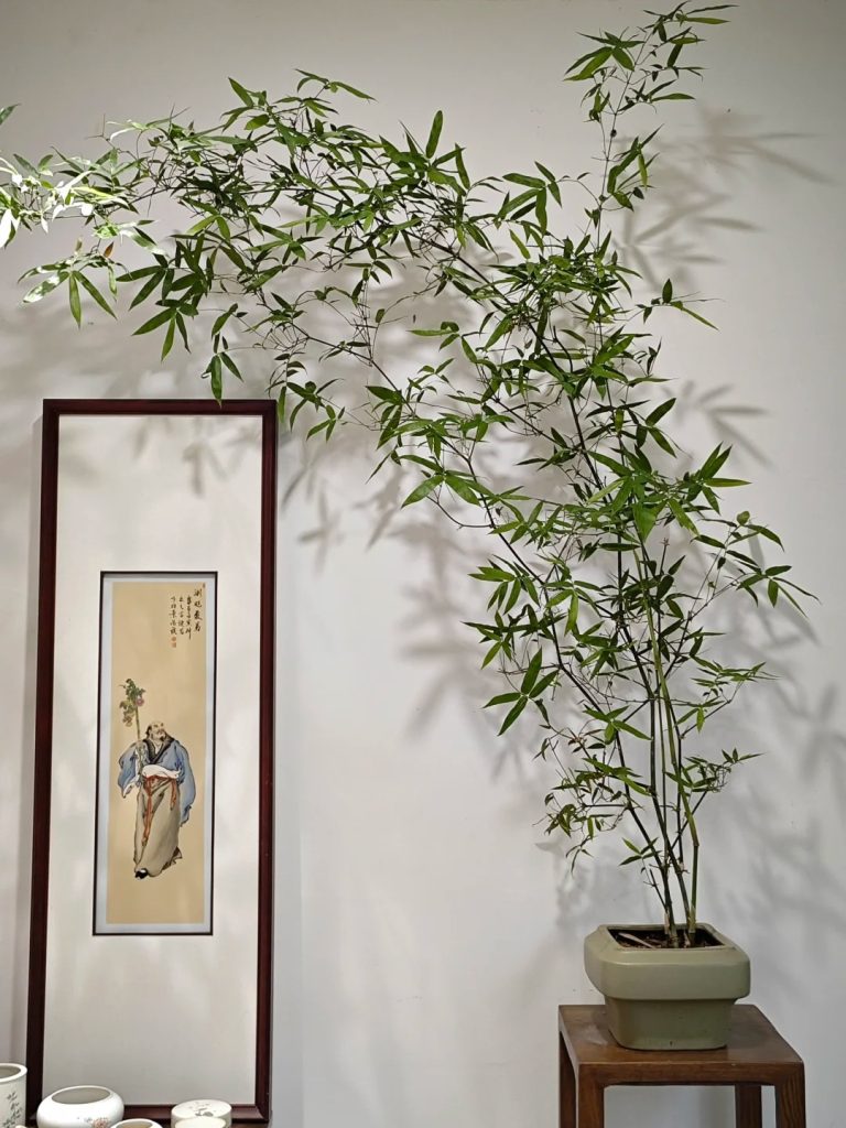 Bamboo potted plants