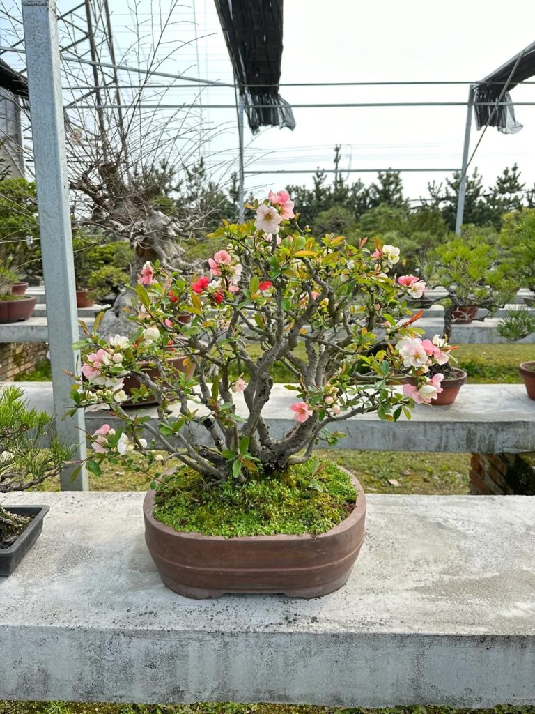 Japanese crabapple