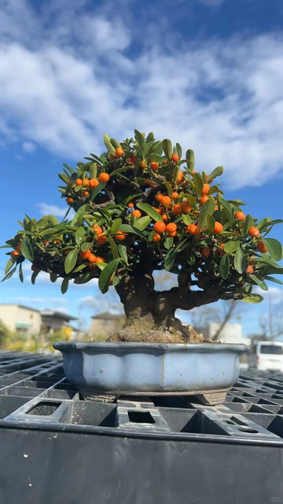 Golden Bean Potted Plant