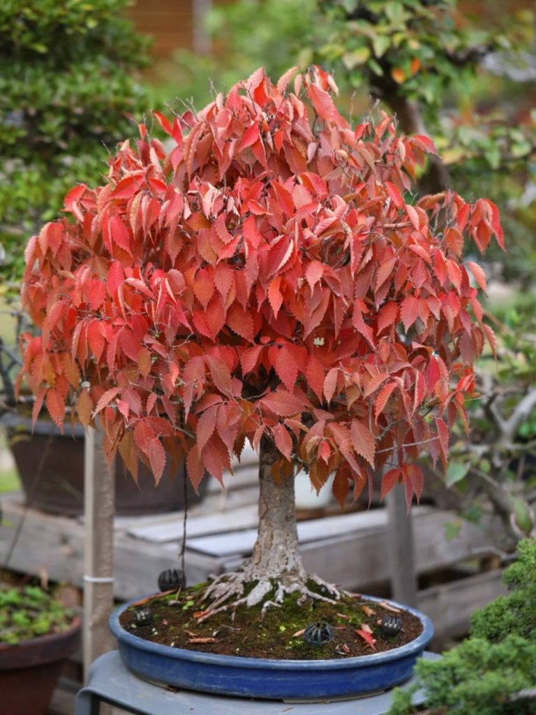 Beech bonsai