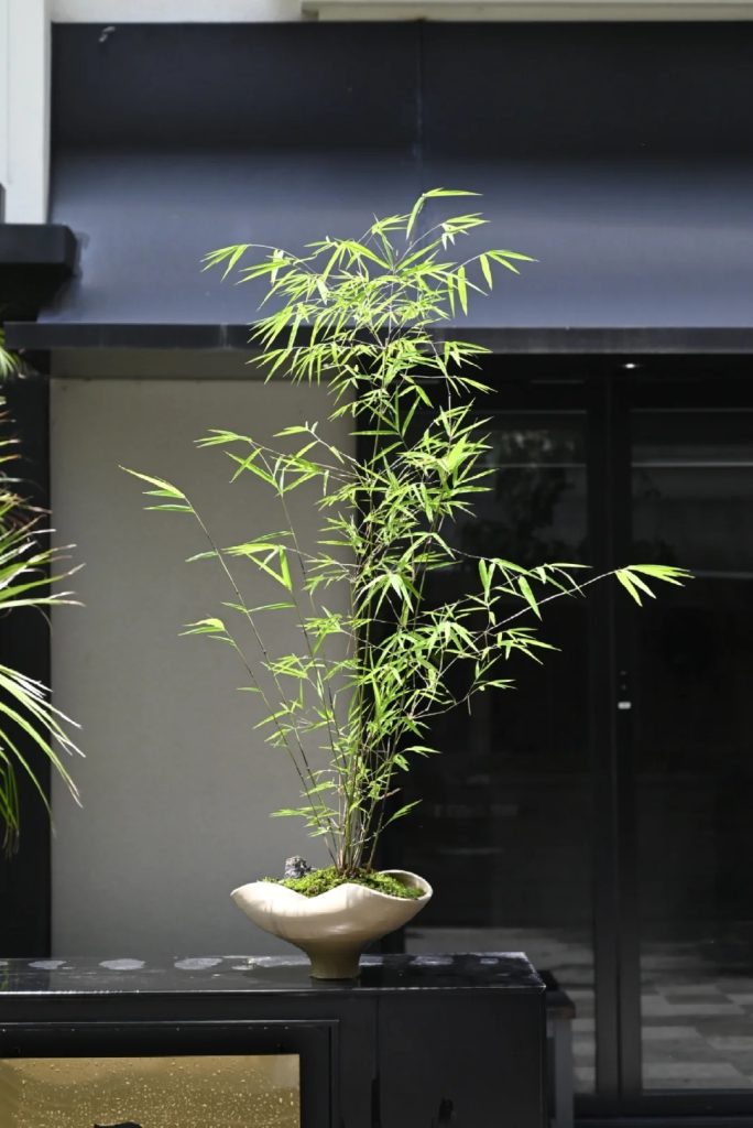 Bamboo potted plants