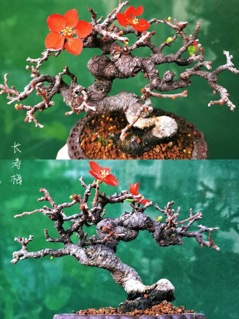 Longevity plum