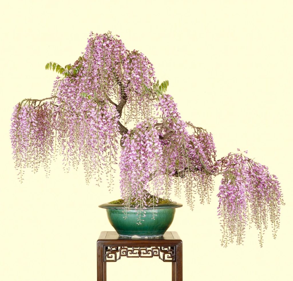 Potting wisteria bonsai