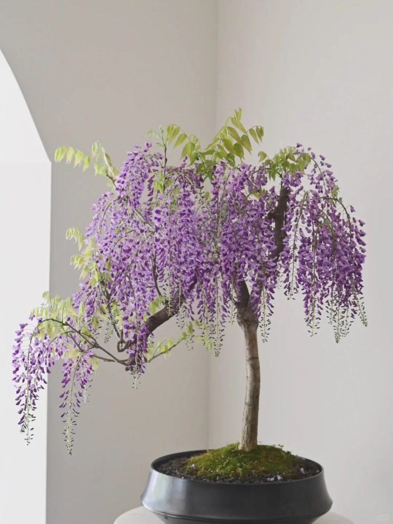 Potting wisteria bonsai