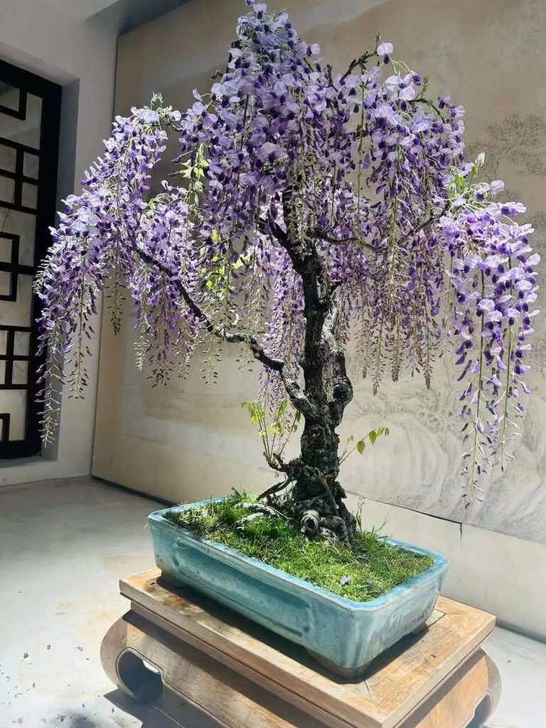 Potting wisteria bonsai