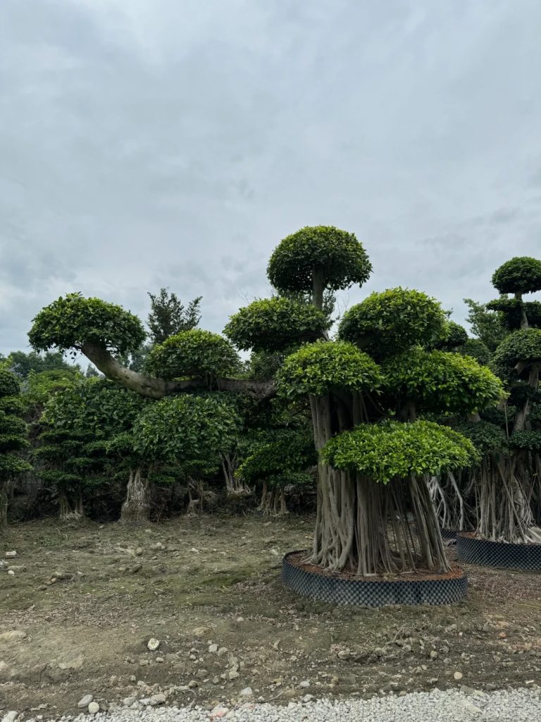 banyan tree