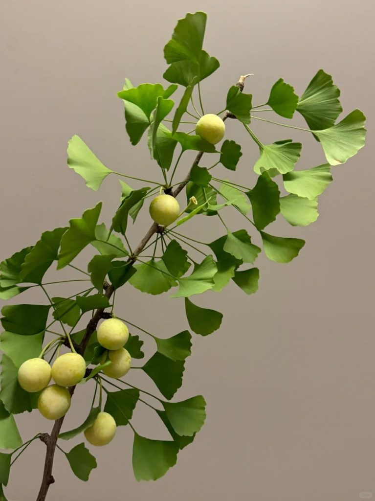 Ginkgo